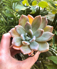 Load image into Gallery viewer, Echeveria Silver Queen