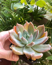 Load image into Gallery viewer, Echeveria Silver Queen