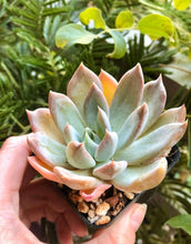 Load image into Gallery viewer, Echeveria Silver Queen
