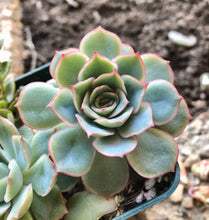 Load image into Gallery viewer, Echeveria Californica Queen