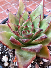 Load image into Gallery viewer, Echeveria Agavoides 'Red Edge'