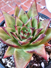 Load image into Gallery viewer, Echeveria Agavoides 'Red Edge'