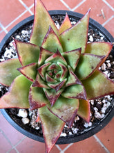 Load image into Gallery viewer, Echeveria Agavoides 'Red Edge'