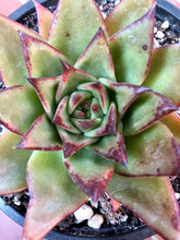 Load image into Gallery viewer, Echeveria Agavoides 'Red Edge'