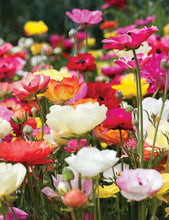 Load image into Gallery viewer, Ranunculus Mix corms/bulbs