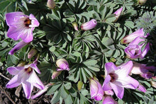 Load image into Gallery viewer, Oxalis Adenophylla