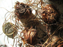 Load image into Gallery viewer, Oxalis Adenophylla