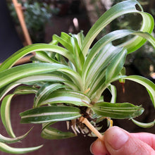 Load image into Gallery viewer, Chlorophytum Comosum 'Curly'