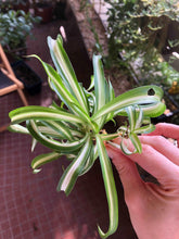 Load image into Gallery viewer, Chlorophytum Comosum 'Curly'