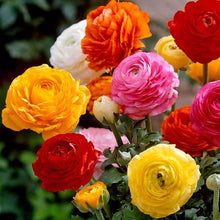 Load image into Gallery viewer, Ranunculus Mix corms/bulbs