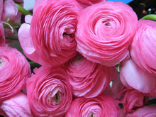 Charger l'image dans la galerie, Ranunculus Tomer Pink