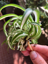 Load image into Gallery viewer, Chlorophytum Comosum 'Curly'
