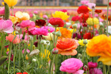 Load image into Gallery viewer, Ranunculus Rainbow Mix corms
