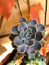 Load image into Gallery viewer, Graptoveria Alabaster Gem