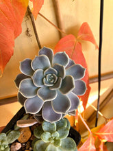 Load image into Gallery viewer, Graptoveria Alabaster Gem