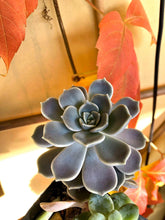 Load image into Gallery viewer, Graptoveria Alabaster Gem