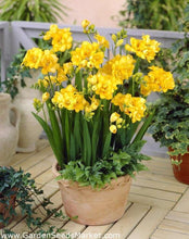 Load image into Gallery viewer, Freesia Double Yellow bulbs/corms