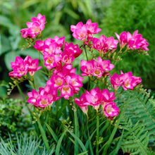 Load image into Gallery viewer, Freesia Double Pink bulbs/corms