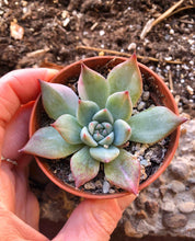 Charger l'image dans la galerie, Echeveria Chihuahuaensis Variegata