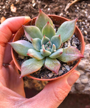 Charger l'image dans la galerie, Echeveria Chihuahuaensis Variegata