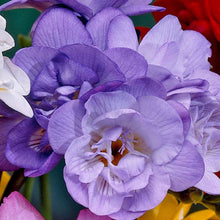 Charger l'image dans la galerie, Freesia Double Purple bulbs/corms