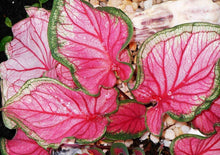 Load image into Gallery viewer, Caladium 'Florida Sweetheart' bulb