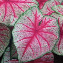 Load image into Gallery viewer, Caladium 'Rhapsody' bulb