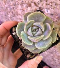 Load image into Gallery viewer, Echeveria Tainyberger
