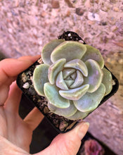 Load image into Gallery viewer, Echeveria Tainyberger
