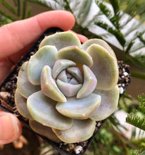 Load image into Gallery viewer, Echeveria Tainyberger