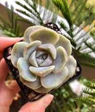 Load image into Gallery viewer, Echeveria Tainyberger