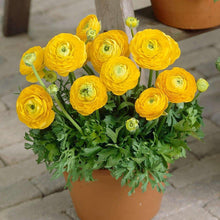 Load image into Gallery viewer, Ranunculus Tomer Yellow