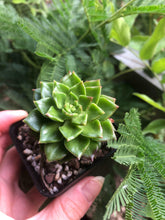 Load image into Gallery viewer, Sedeveria Letizia