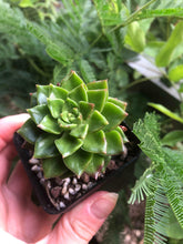 Load image into Gallery viewer, Sedeveria Letizia