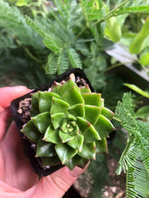 Load image into Gallery viewer, Sedeveria Letizia