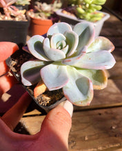 Load image into Gallery viewer, Pachyveria Orpet