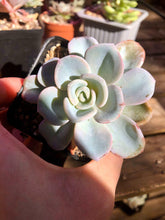 Load image into Gallery viewer, Pachyveria Orpet