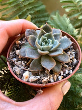 Load image into Gallery viewer, Echeveria Maroon Hill