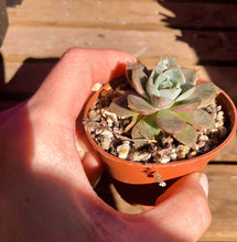 Load image into Gallery viewer, Echeveria Maroon Hill