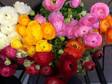 Load image into Gallery viewer, Ranunculus Rainbow Mix corms