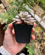 Load image into Gallery viewer, Echeveria Pretty in Pink