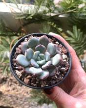 Charger l'image dans la galerie, Echeveria Lepe