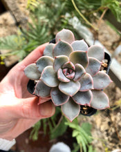 Load image into Gallery viewer, Echeveria Pretty in Pink