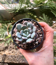 Charger l'image dans la galerie, Echeveria Lepe