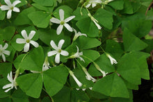 Load image into Gallery viewer, Oxalis Regnelli