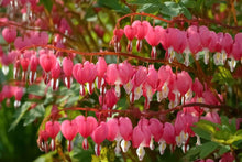 Load image into Gallery viewer, Bleeding Hearts roots/rhizomes (Dicentra spectabilis; Lamprocapnos spectabilis)