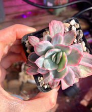 Load image into Gallery viewer, Echeveria Luella Variegata