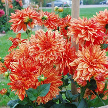 Load image into Gallery viewer, Dahlia 'Neo' tuber