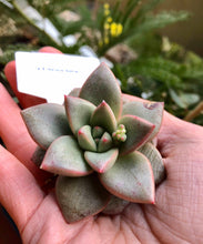 Load image into Gallery viewer, Echeveria Somers