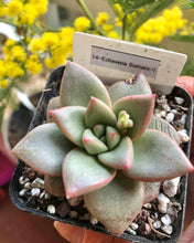 Load image into Gallery viewer, Echeveria Somers